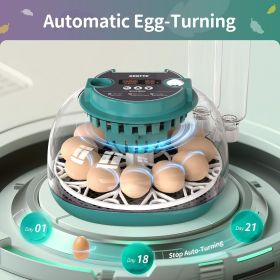 Automatic Egg Incubator for Hatching Eggs with LED Temperature Display, Humidity Control & Egg Turner, Clear Lid Incubator for Chicken (size: 12 Eggs)